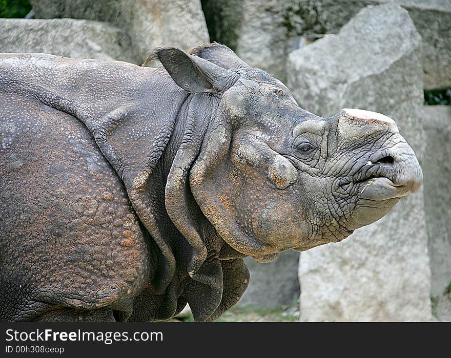 Rhinoceros with the sawn off horn. Rhinoceros with the sawn off horn