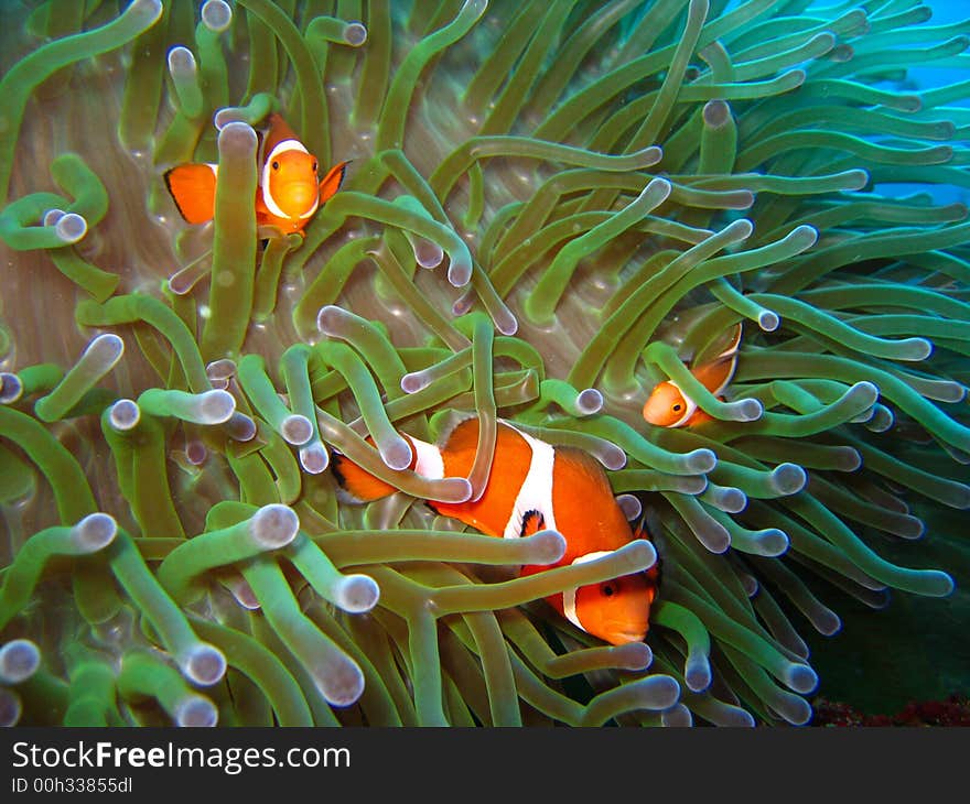 Tropical finding nemo clown fish photo from a scuba diving ecotourism adventure on a pristine coral reef. Tropical finding nemo clown fish photo from a scuba diving ecotourism adventure on a pristine coral reef