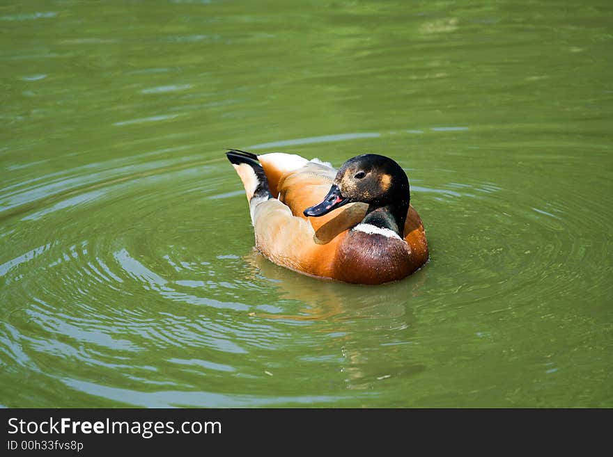 Brightly coloured duck swimming on a lake. Brightly coloured duck swimming on a lake