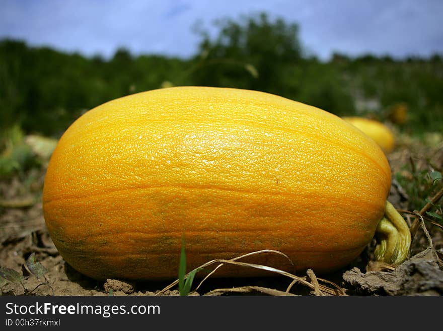 Big yellow pumpkin on the field