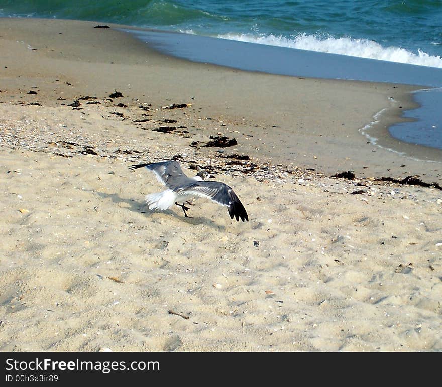 A seagull at the beach