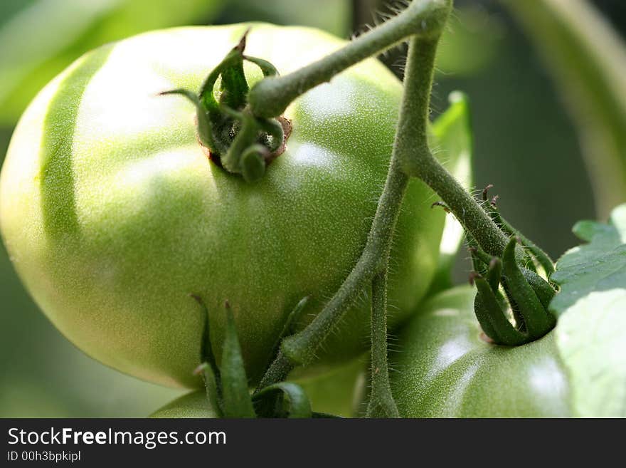 Green Tomatoes