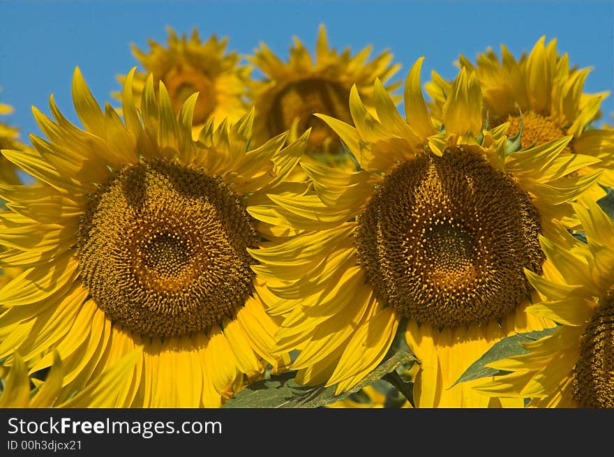 Bloomed Sunflowers