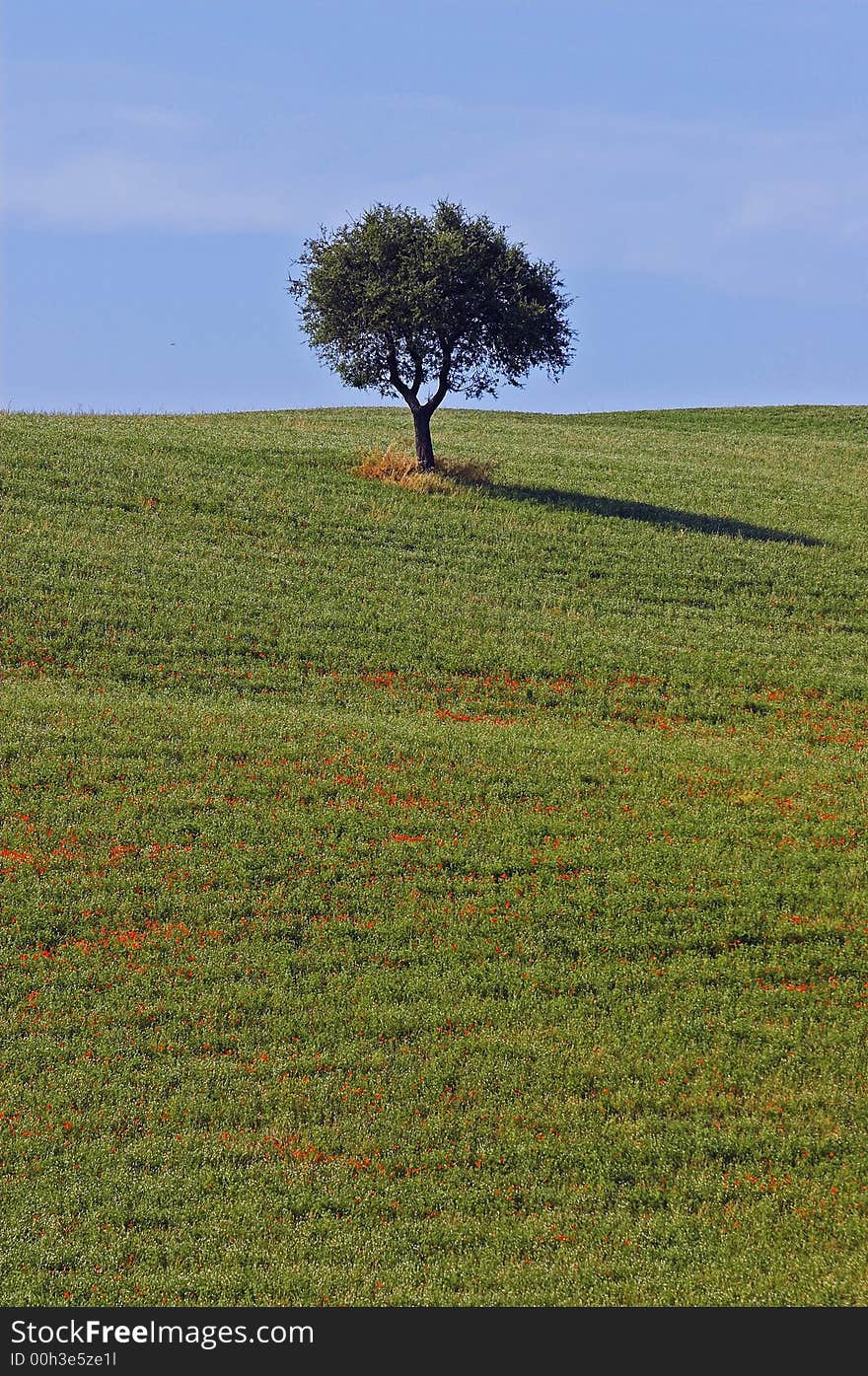 Landscape,Tuscany