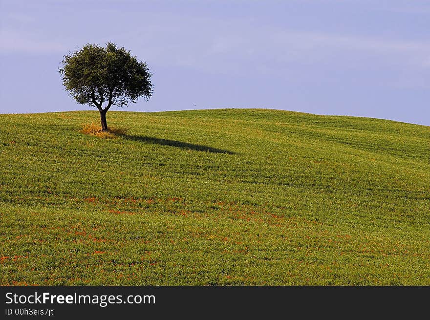 Landscape,Tuscany