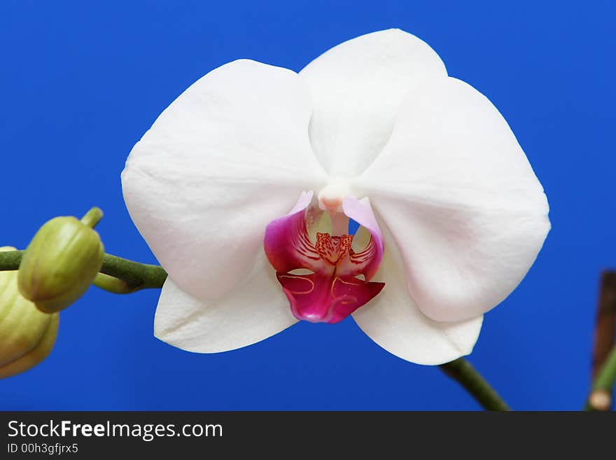 A beautiful white orchid with pink center set against a deep blue background. A beautiful white orchid with pink center set against a deep blue background