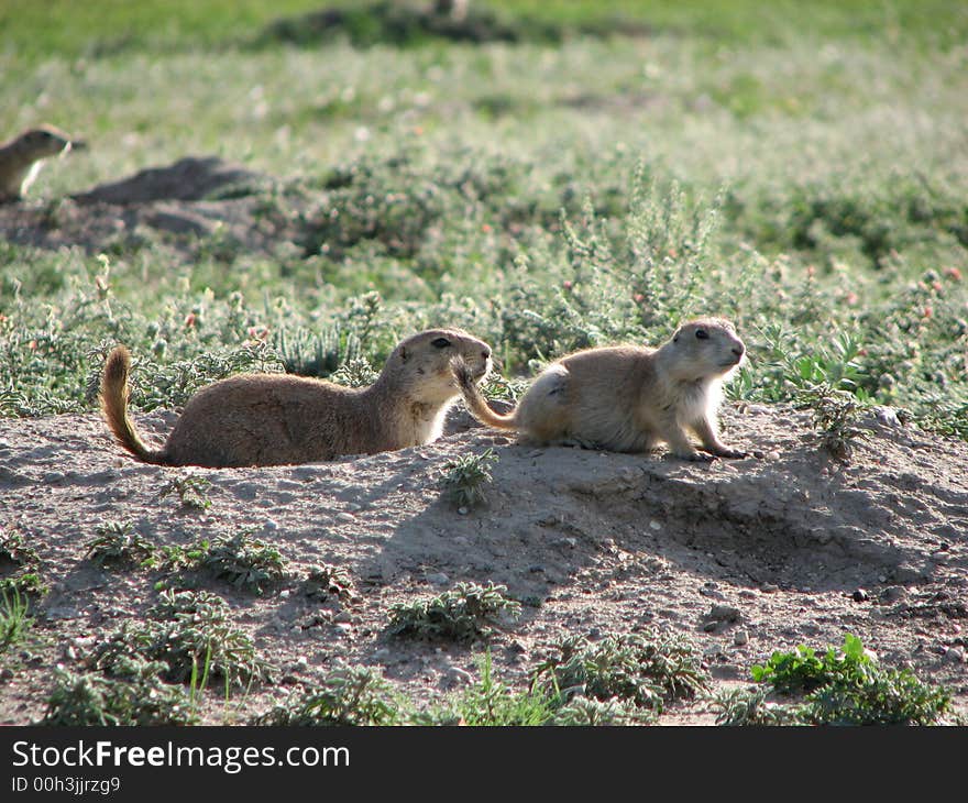 Prairie Dogs