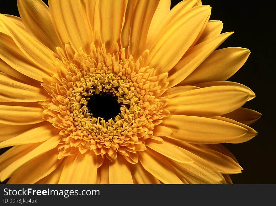 Close up view of a yellow gerbera