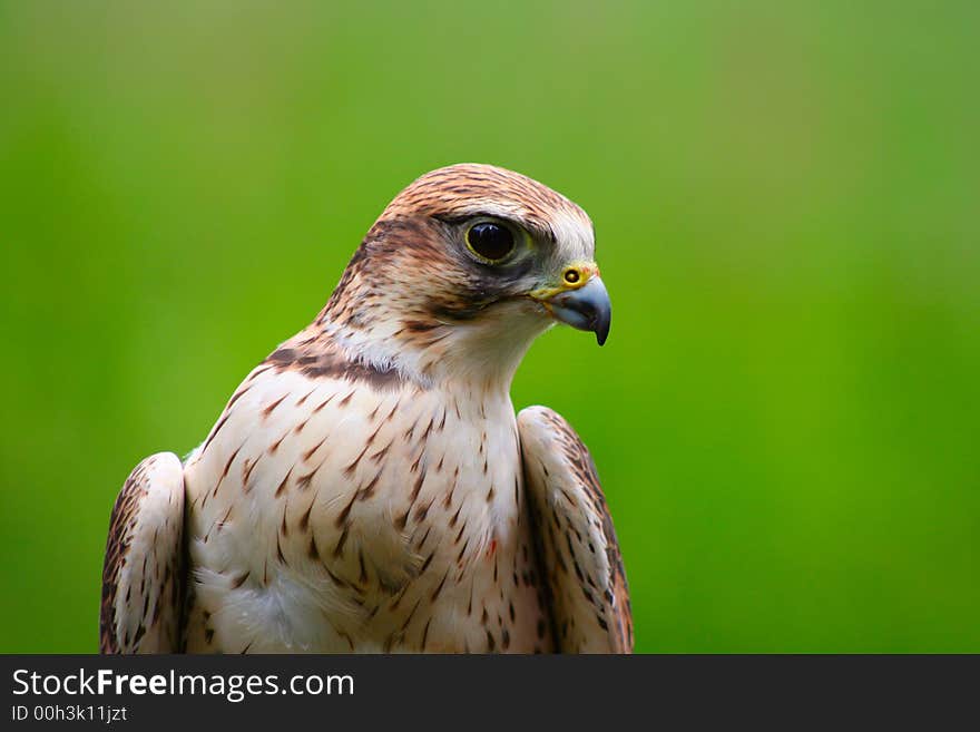 Peregrine falcon ready to give a flying demonstration. Peregrine falcon ready to give a flying demonstration