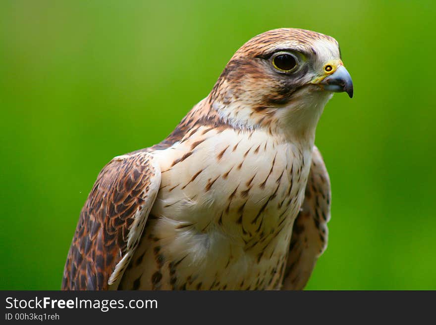 Falcon ready to give a flying demonstration. Falcon ready to give a flying demonstration