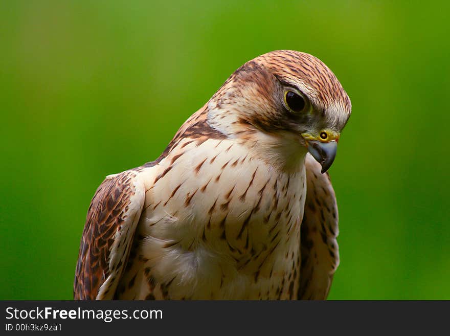 Falcon ready to give a flying demonstration. Falcon ready to give a flying demonstration