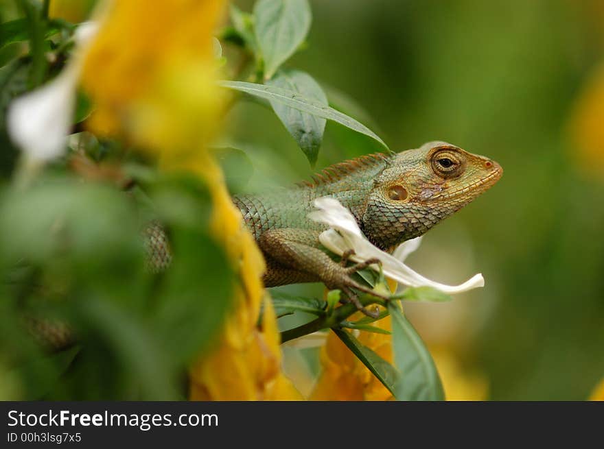 A small brown lizard