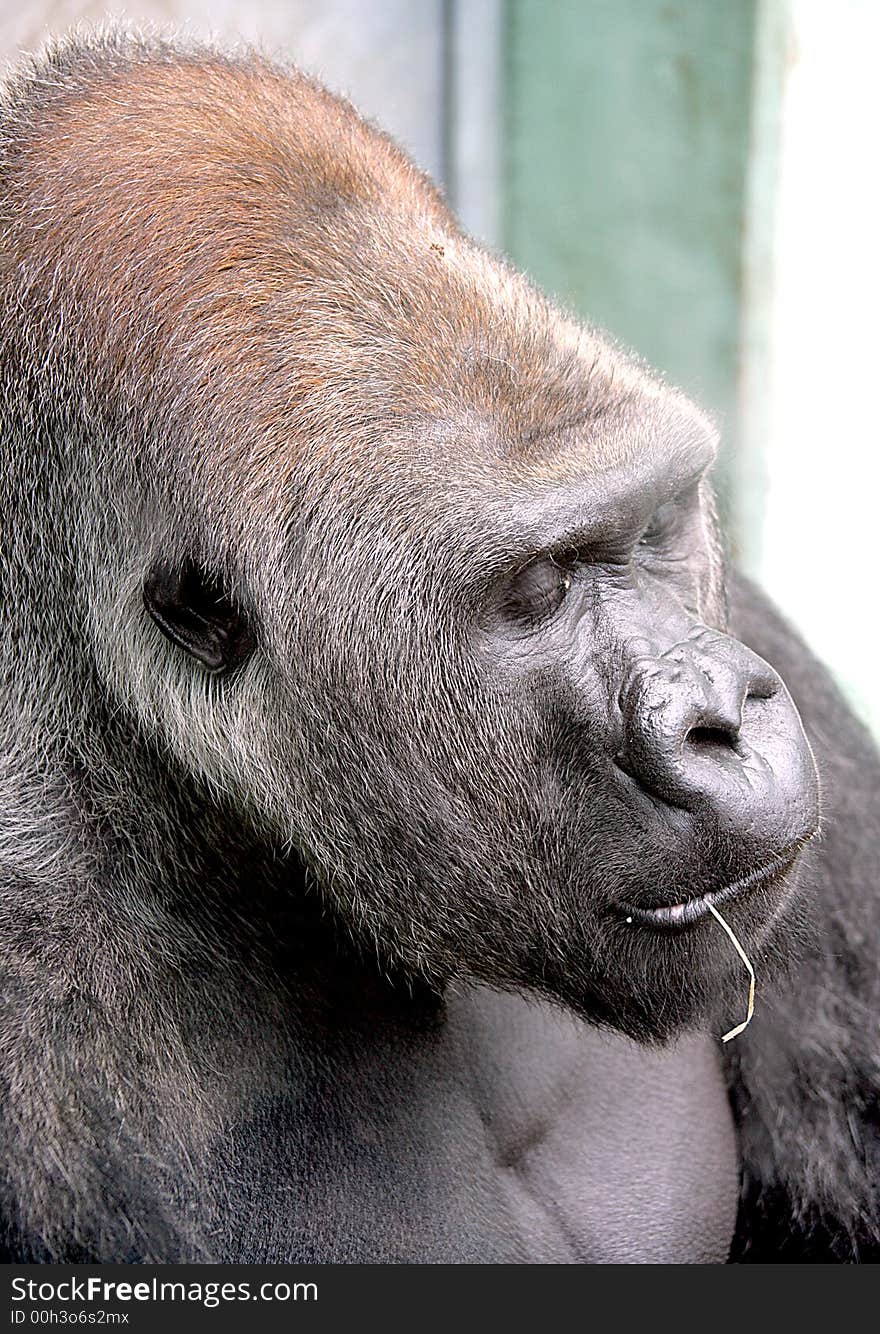 Portrait of nice gorilla male. Portrait of nice gorilla male