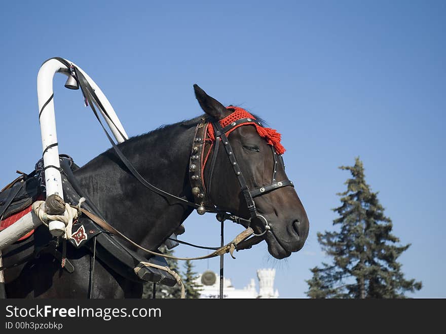 A harnessed horse in the city park. A harnessed horse in the city park