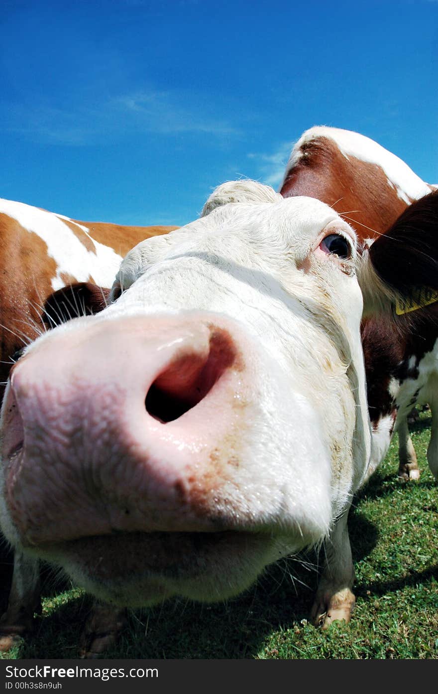 Cows on green grass and summer blue sky. Landscape from Czech republic