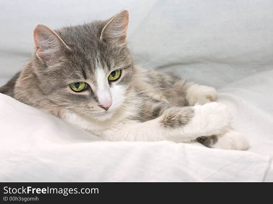 Grey with white cat lies on white. Grey with white cat lies on white