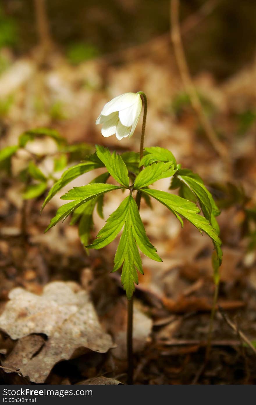 Snowdrop; white; blossom; garden; spring; flowering