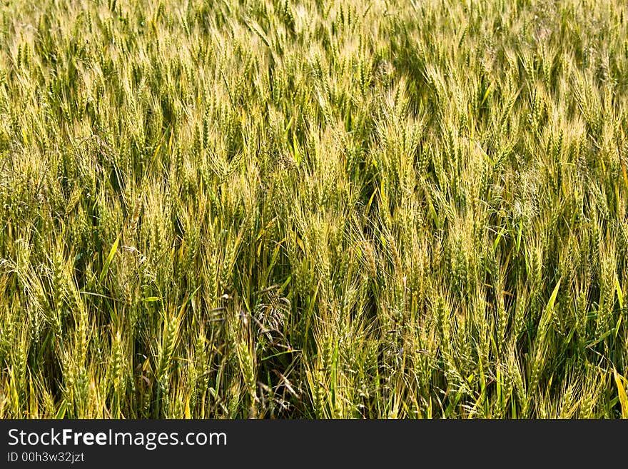 A field of spring wheat. A field of spring wheat