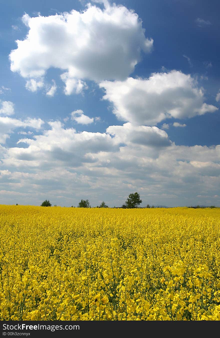 Landscape - Yellow Field And Blue Sky In Europe.