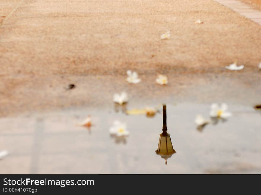 Flowers on watery jogging path reflecting a lamp clearly. Flowers on watery jogging path reflecting a lamp clearly