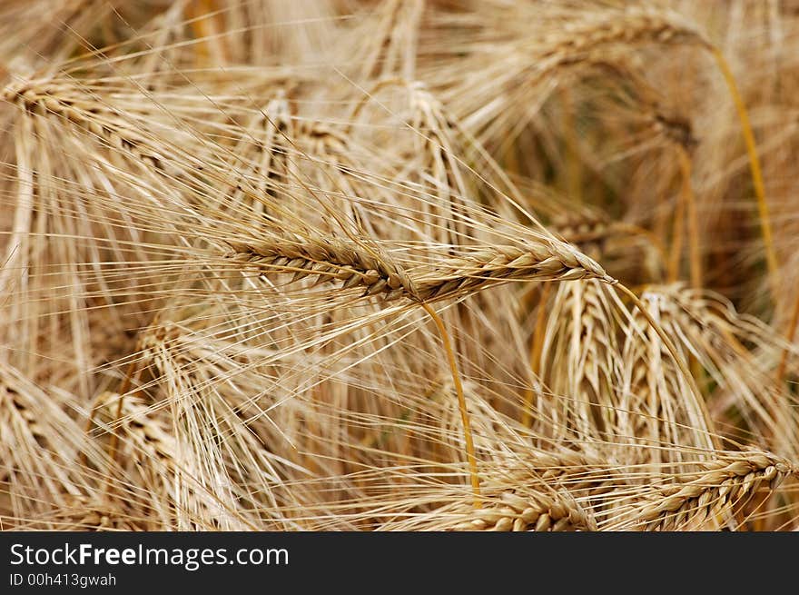 Wheat Close-up, great for background