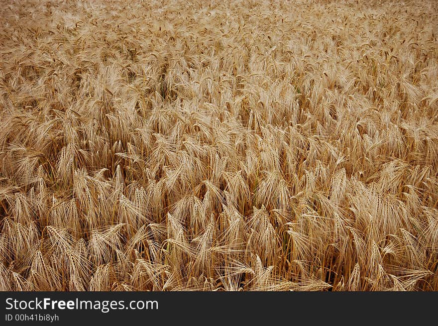 Wheat Field, great for background and texture