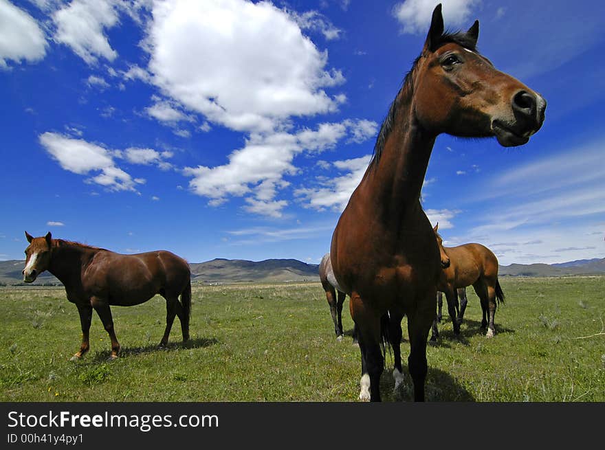 View of horses with white and gray storm clouds in blue sky. View of horses with white and gray storm clouds in blue sky