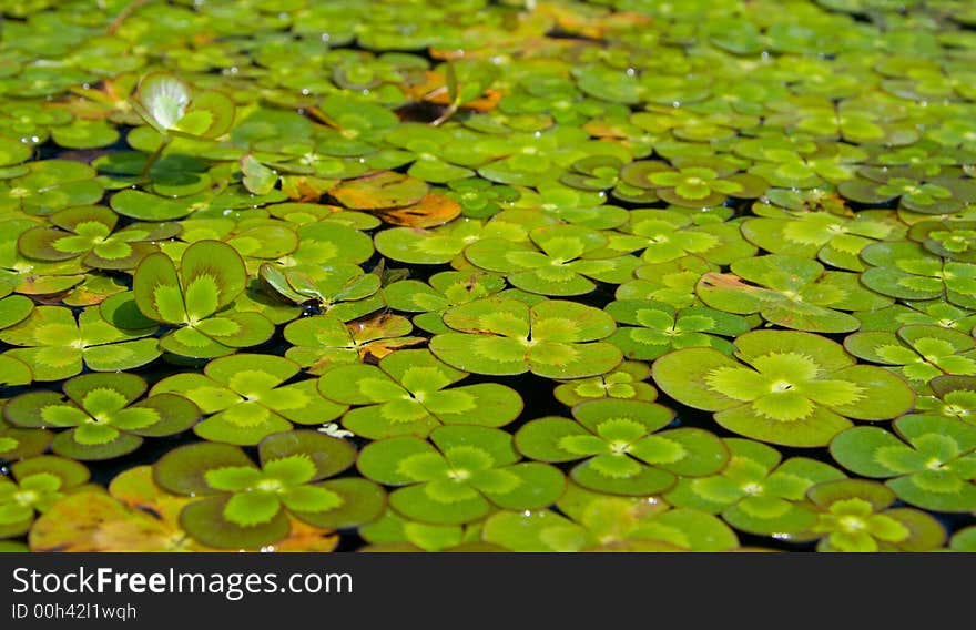 Four-leaf clovers floating on a pond. Four-leaf clovers floating on a pond.