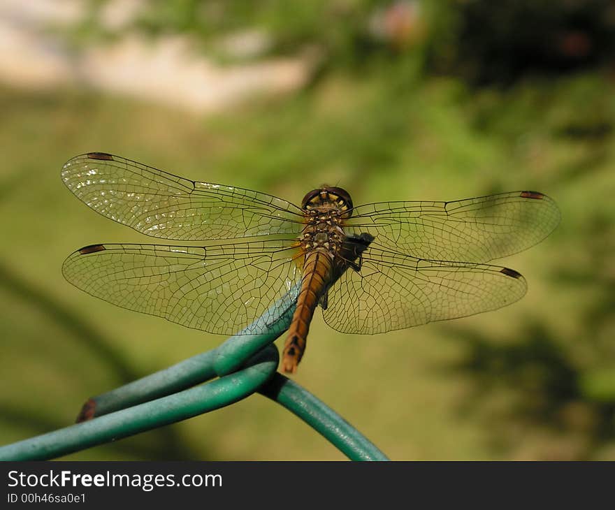 Dragonfly