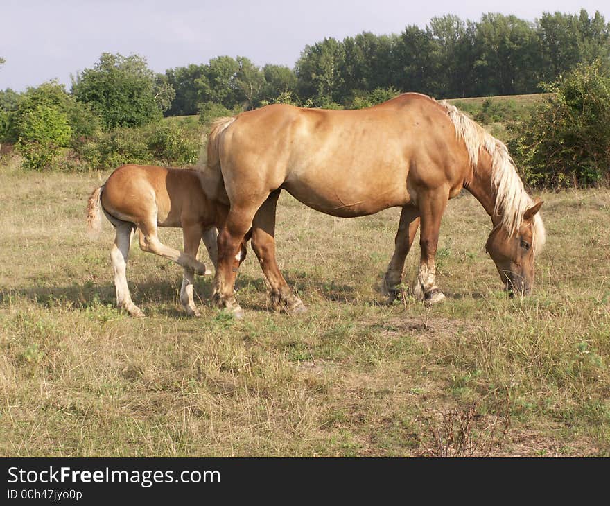 Female horse with young on the pasture