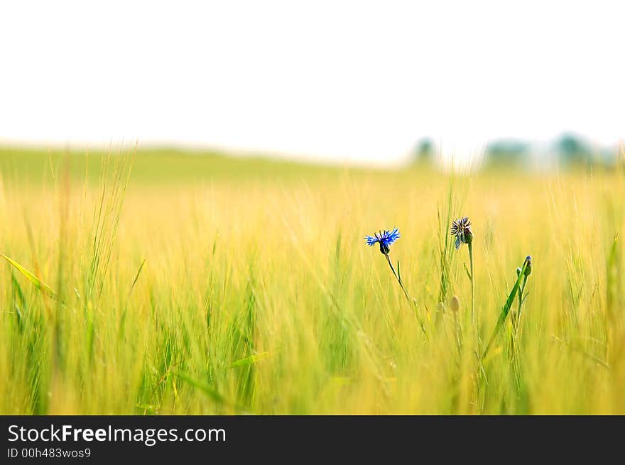 Fresh green meadow and daisy. Fresh green meadow and daisy