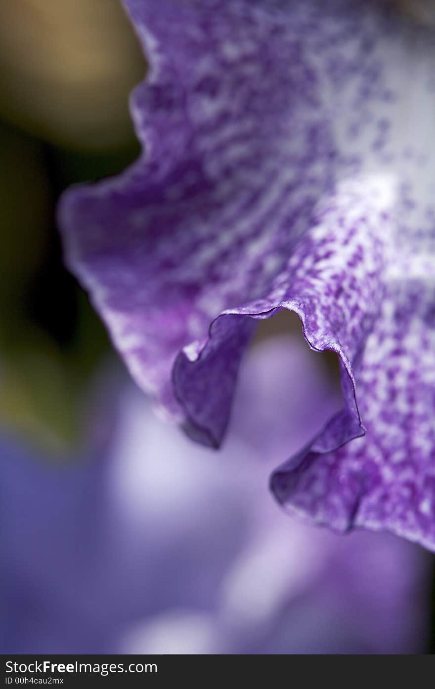 Curving iris petals in bloom in the late spring. Curving iris petals in bloom in the late spring