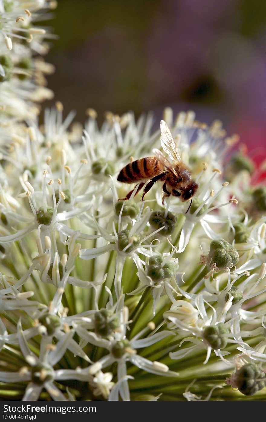 Pollination in Action