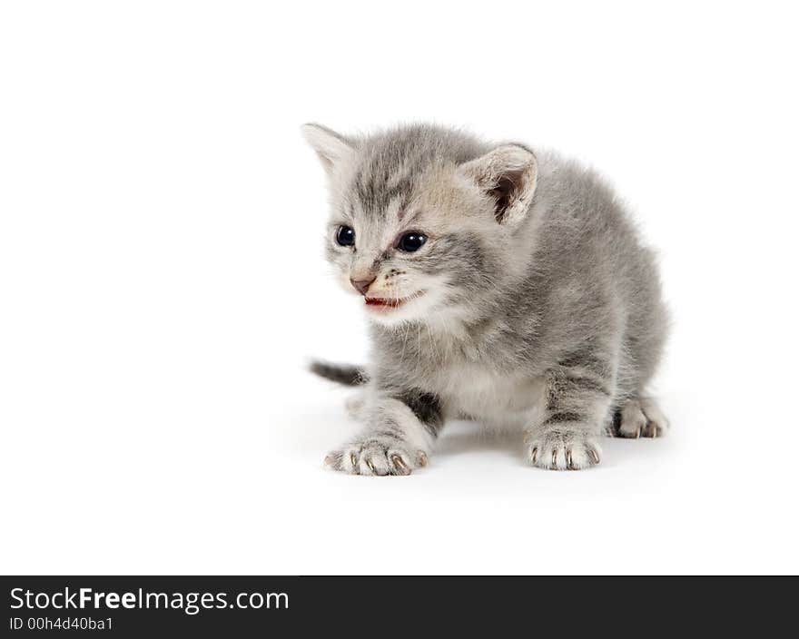 A gray kitten ready to pounce on white background