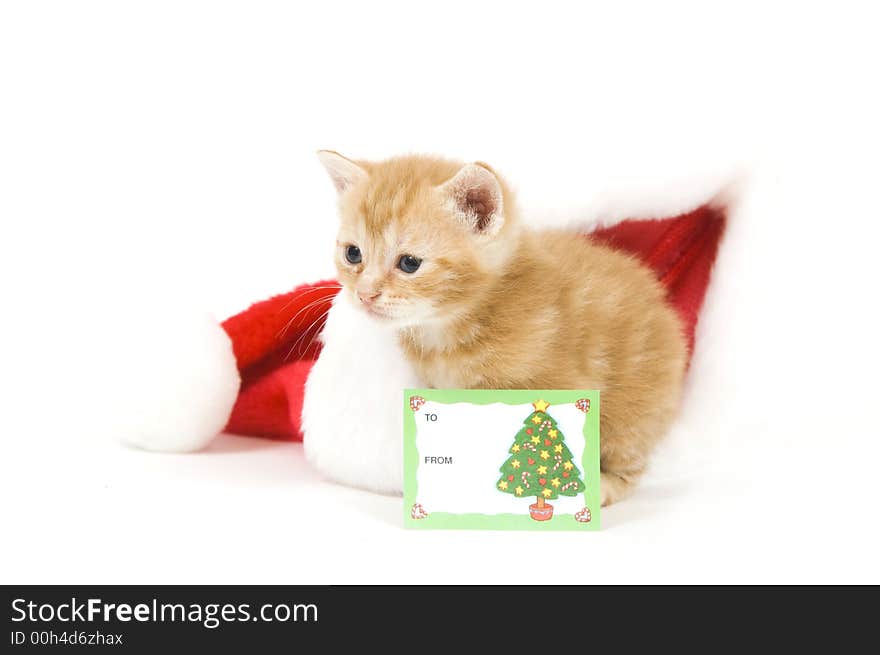 Kitten and santa hat with card