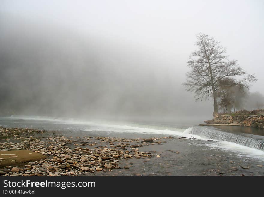 tree with fog