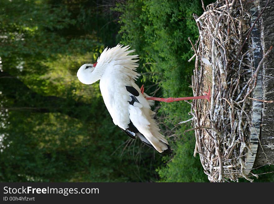 Stork