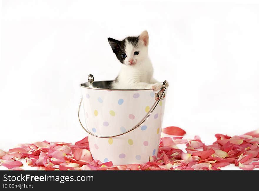 Cute kitten looking curious on a white background. Cute kitten looking curious on a white background