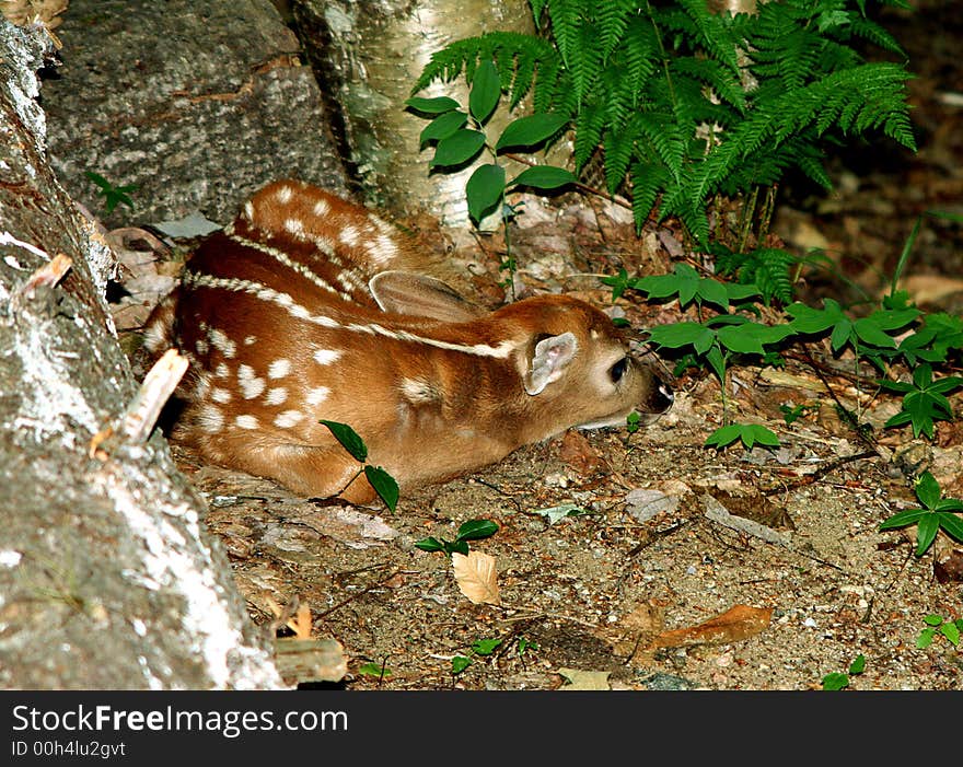 Adorable baby fawn sleeping by log in the woods