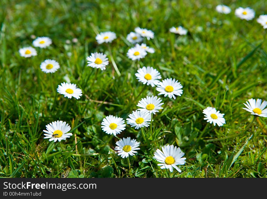 A grassland full of daisies. A grassland full of daisies