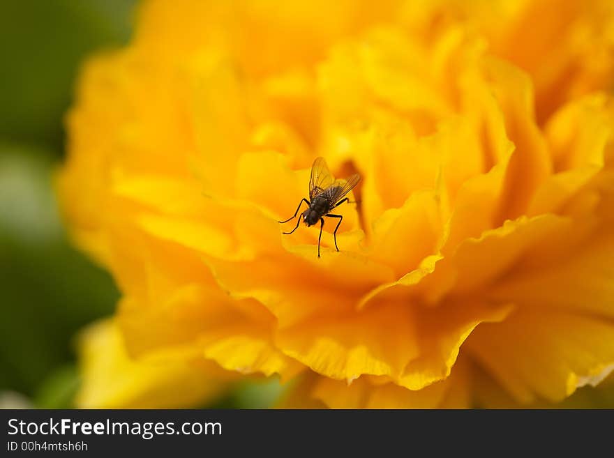 Orange blossom with fly