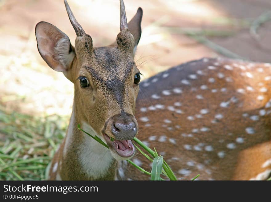 A spotted deer, or chital, native to Indian forests