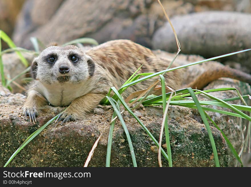 The meerkat or suricate is a small mammal and a member of the mongoose family