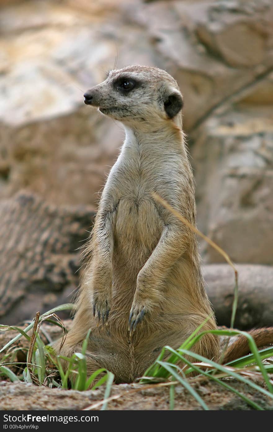 The meerkat or suricate is a small mammal and a member of the mongoose family