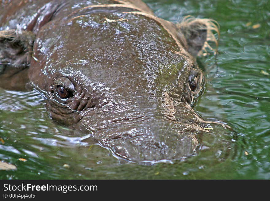 Submerged hippo