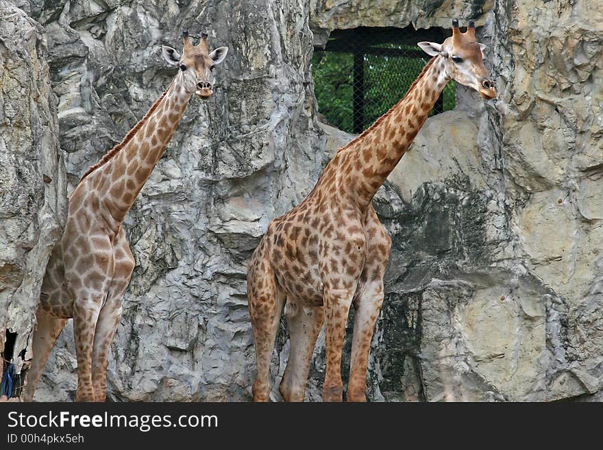 2 giraffe standing side by side, pictured in a zoo