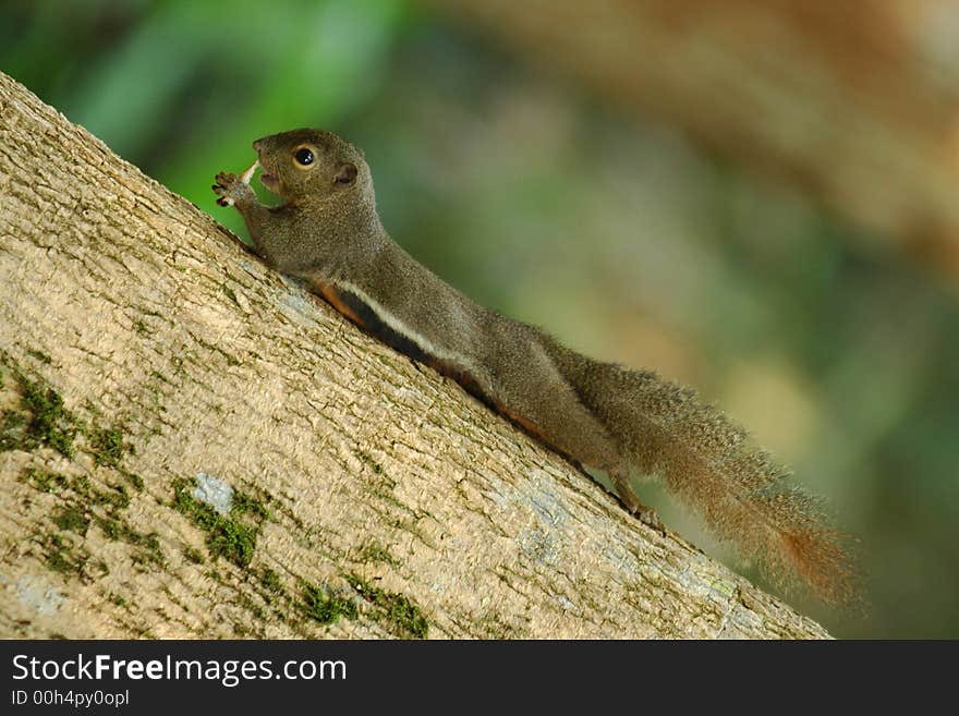 Squirrel And Tree In The Park