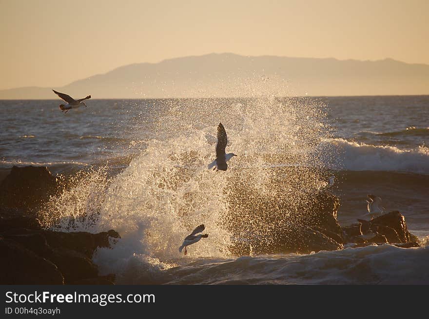 In the late afternoon seagulls frolic in the breakers spray. In the late afternoon seagulls frolic in the breakers spray.