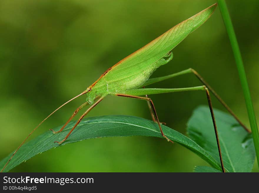 Tiny green color grasshopper