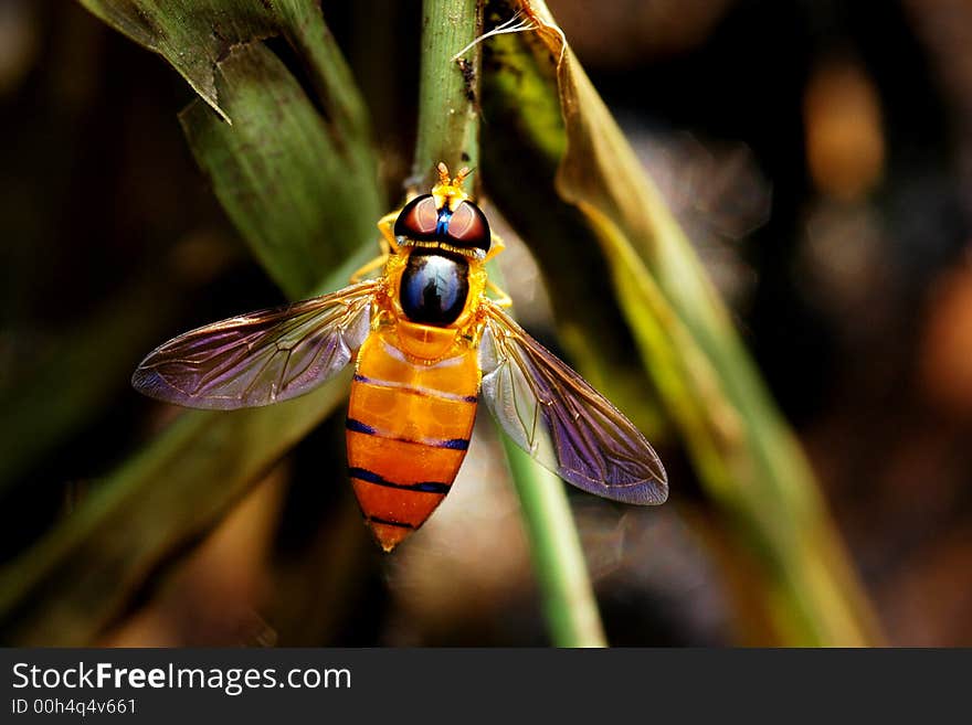 Bee And Flowers